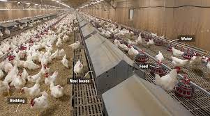 lighting-store-product-4